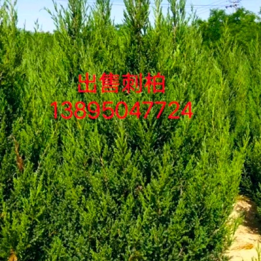 彭阳县蜀柏