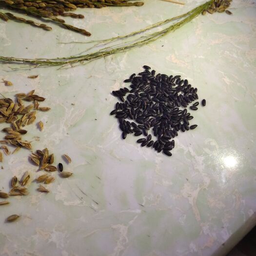 肇东市东北黑米 大量黑水稻新品上市