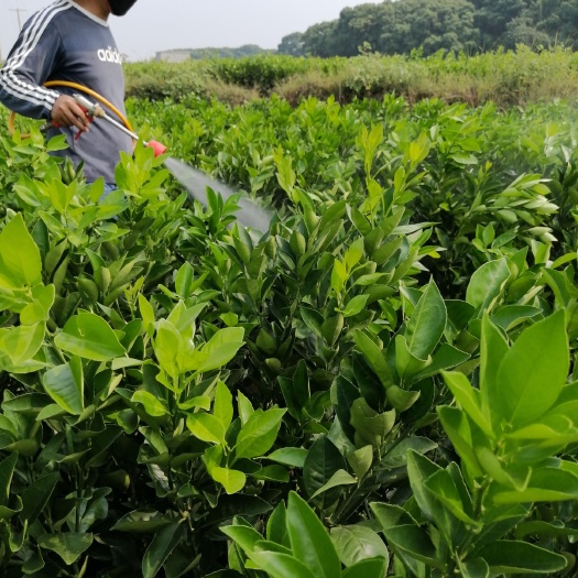 富川县脐橙树苗 大量供应 各种柑橘苗