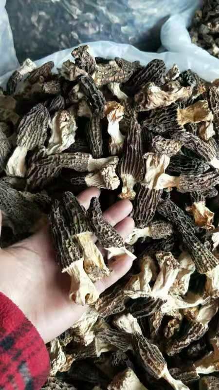 丹巴县羊肚菇、羊蘑，属盘菌目羊肚菌科羊肚菌属，是一种