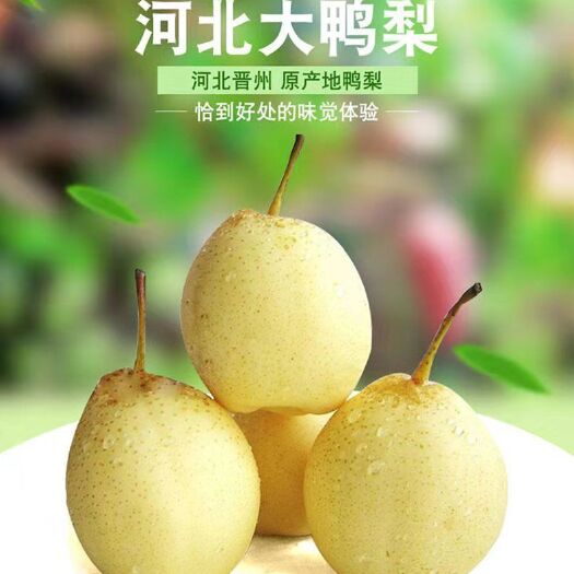 包邮新鲜水果梨子整箱批发鸭梨脆甜多汁非雪梨皇冠梨