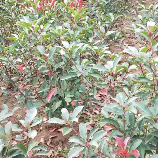 沭阳县 红叶石楠毛球0.5-1米数量充足。
