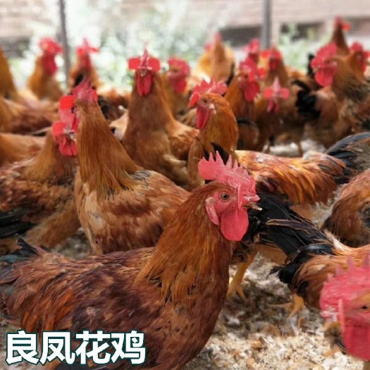 南宁 良凤花鸡苗