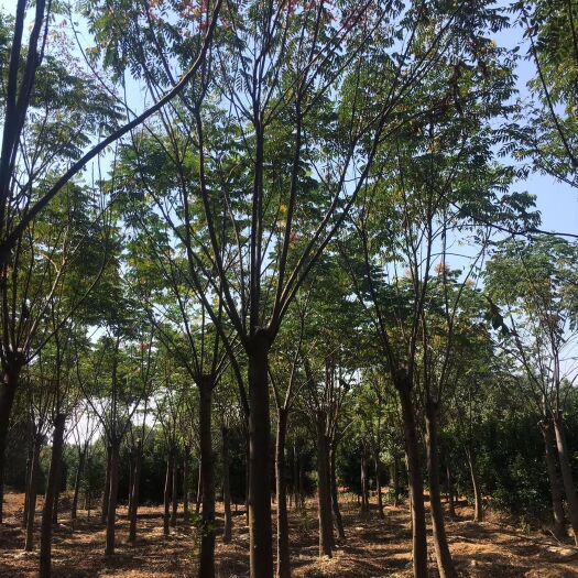  黄山栾树 15-20苗圃直供批发 指树挖树上货快质量好包手续