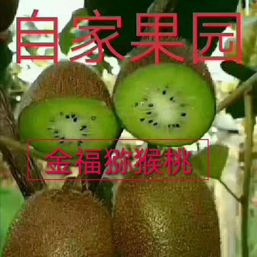 平邑县金福猕猴桃苗，新品种，口感特别好，储存时间长