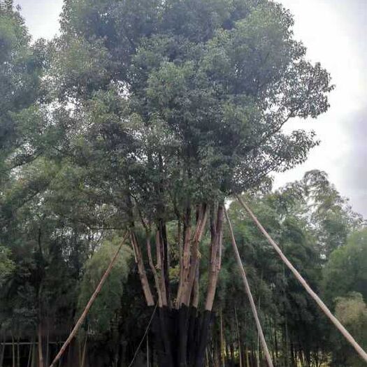 益阳 大规格丛生多杆全冠香樟90-120