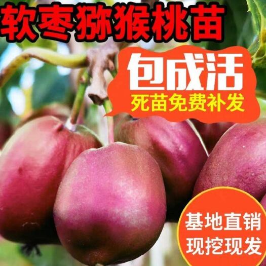 平邑县软枣猕猴桃苗 软枣猕猴桃  包品种 直销包邮