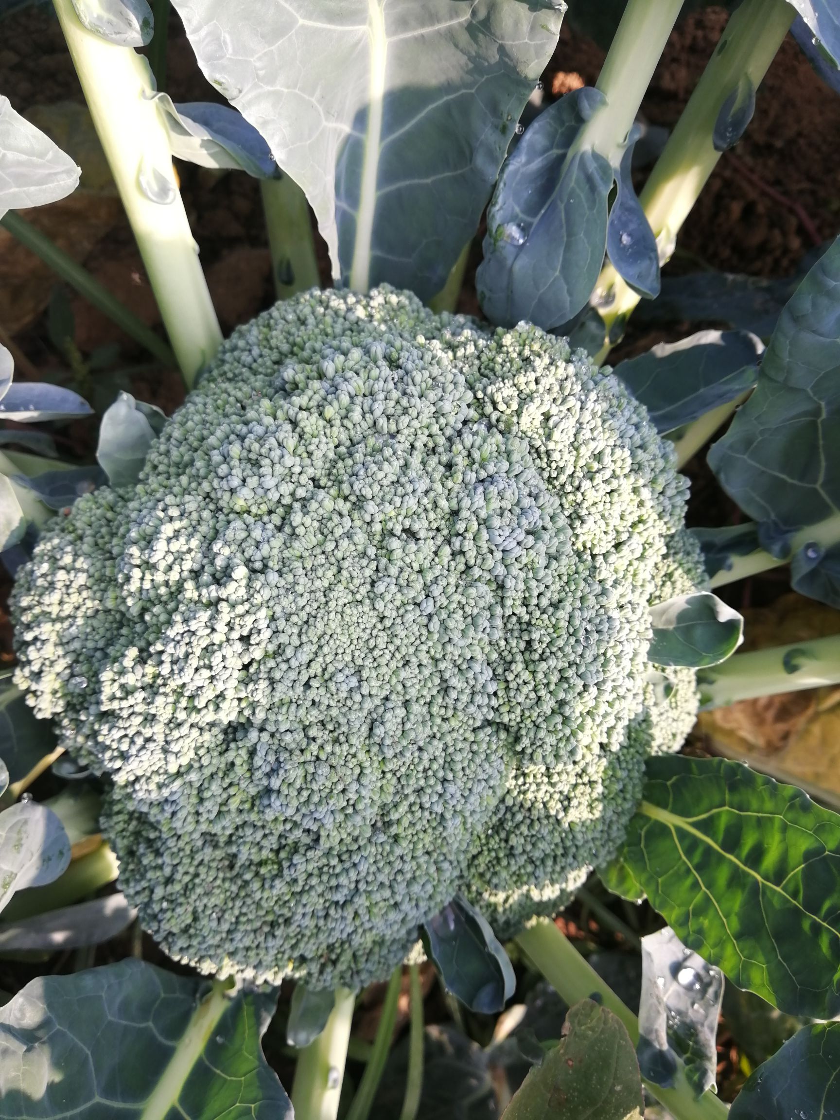  耐寒优秀西兰花大量上市，量大从优