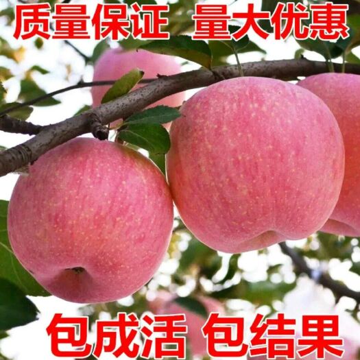 平邑县红富士苹果苗 红富士苹果  嫁接苗  成活率高  自产自销 现挖现卖