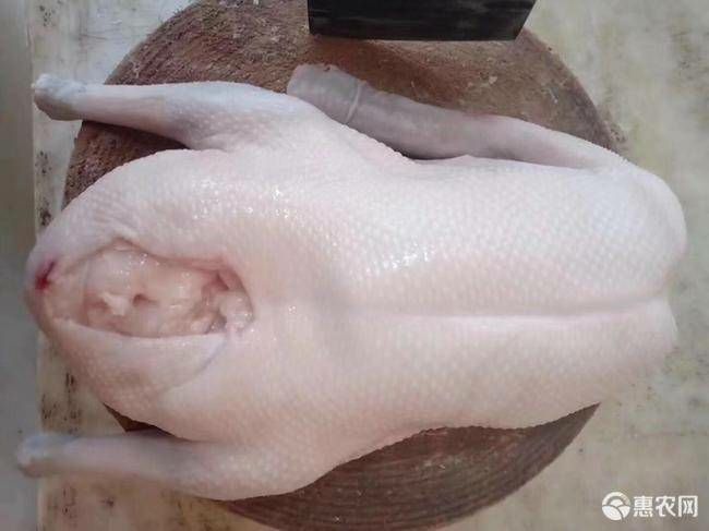 佛山肉鹅 保质保量