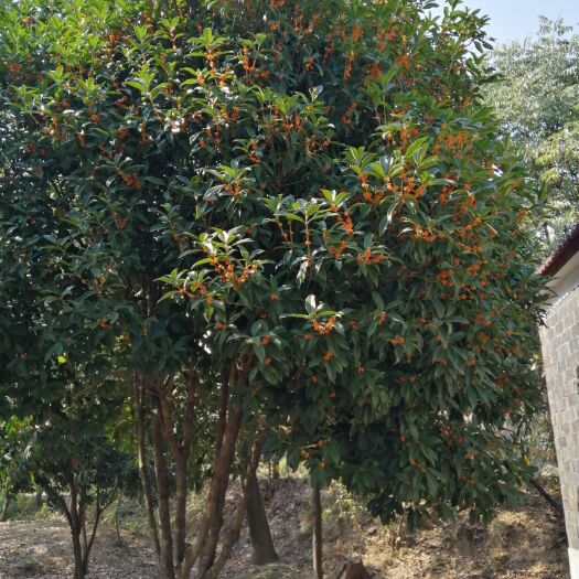 无为市八月金桂，造型优美，适应小区，公园，公路等…，种植
