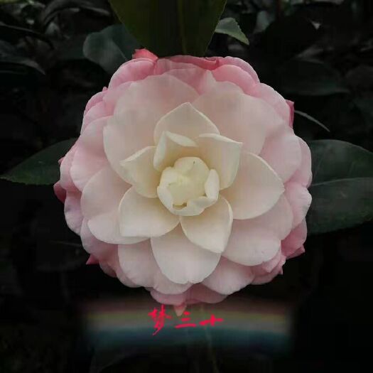 漳平市 名贵品种茶花：梦十三16杯啊4茶花苗原盆土产地发货快递包邮