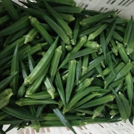 东方市黄秋葵 8 - 10cm