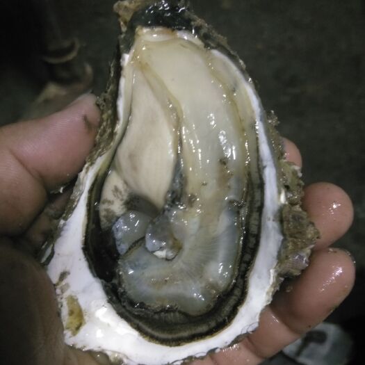 饶平县 批发烧烤蚝全壳蚝半壳蚝牡蛎大蚝中蚝小蚝带壳蚝