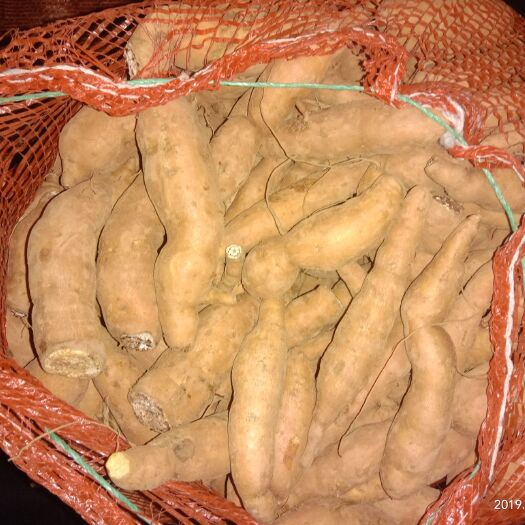 丘北县黄心红薯 混装通货 白皮