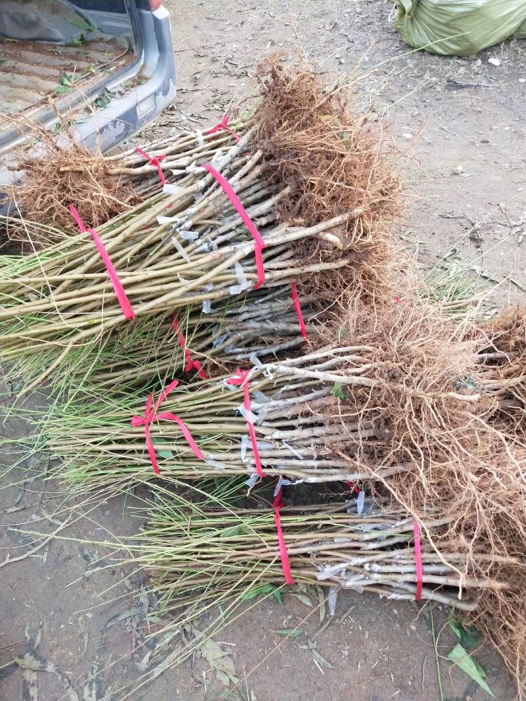 黄桃树苗 黄金蟠桃，油蟠桃，黄桃，黑桃，包邮，成活率高，新品种