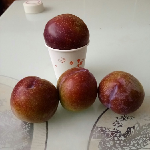 渭南 李子树苗澳美李王具有桃李杏三味品质好深受市场青莱