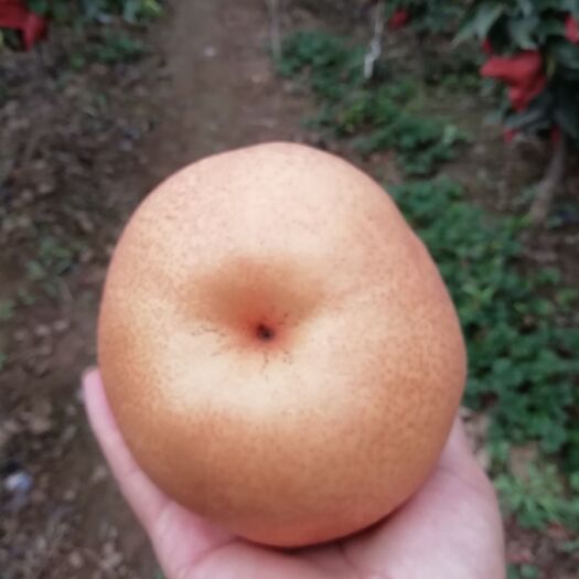 广平县 晚秋梨