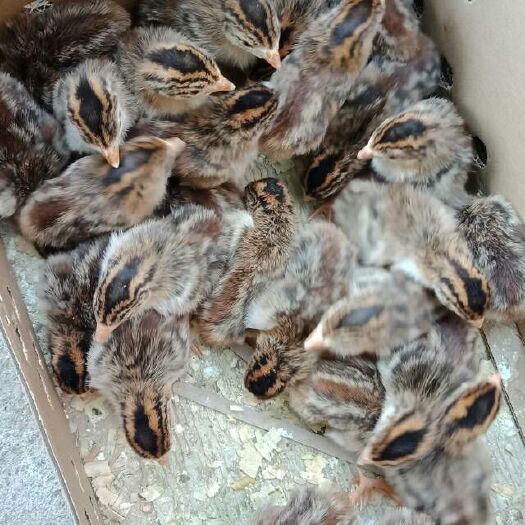 惠州 珍珠鸡苗