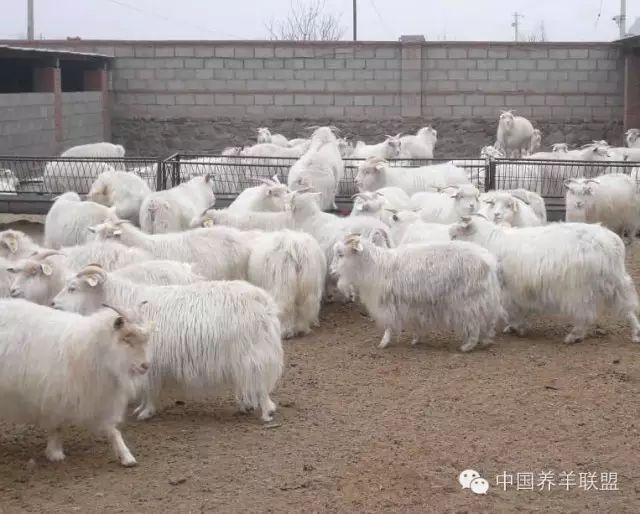 本溪 辽宁绒山羊