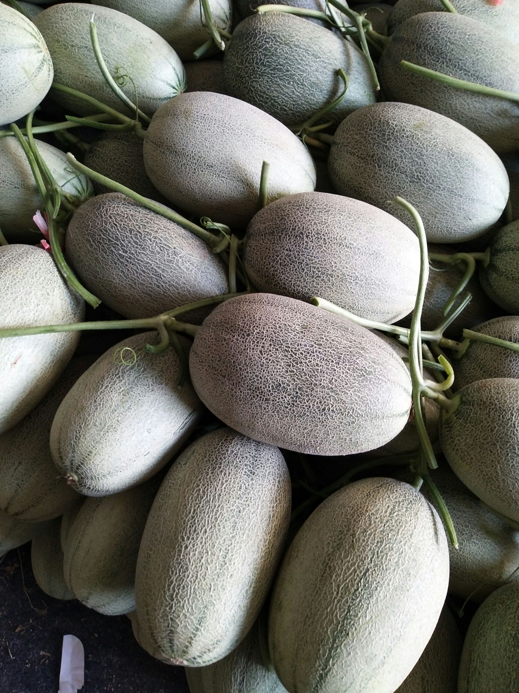 精品晓蜜25号哈密瓜