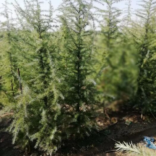 汝南县喜马拉雅雪松  雪松基地直供，一手货源，大量批发！