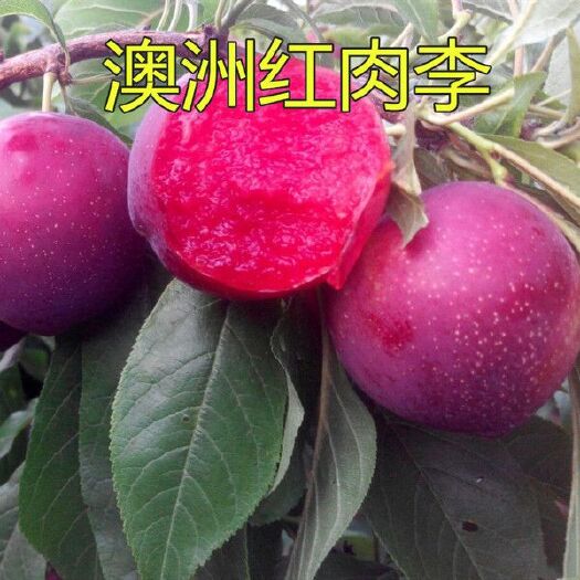 平邑县 澳洲红肉李树苗 优质苗 包品种包成活 可签订苗木购销合同
