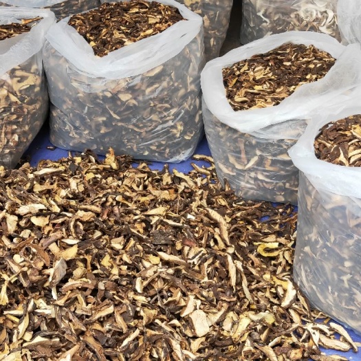 思茅黑牛肝菌 野生黑牛肝