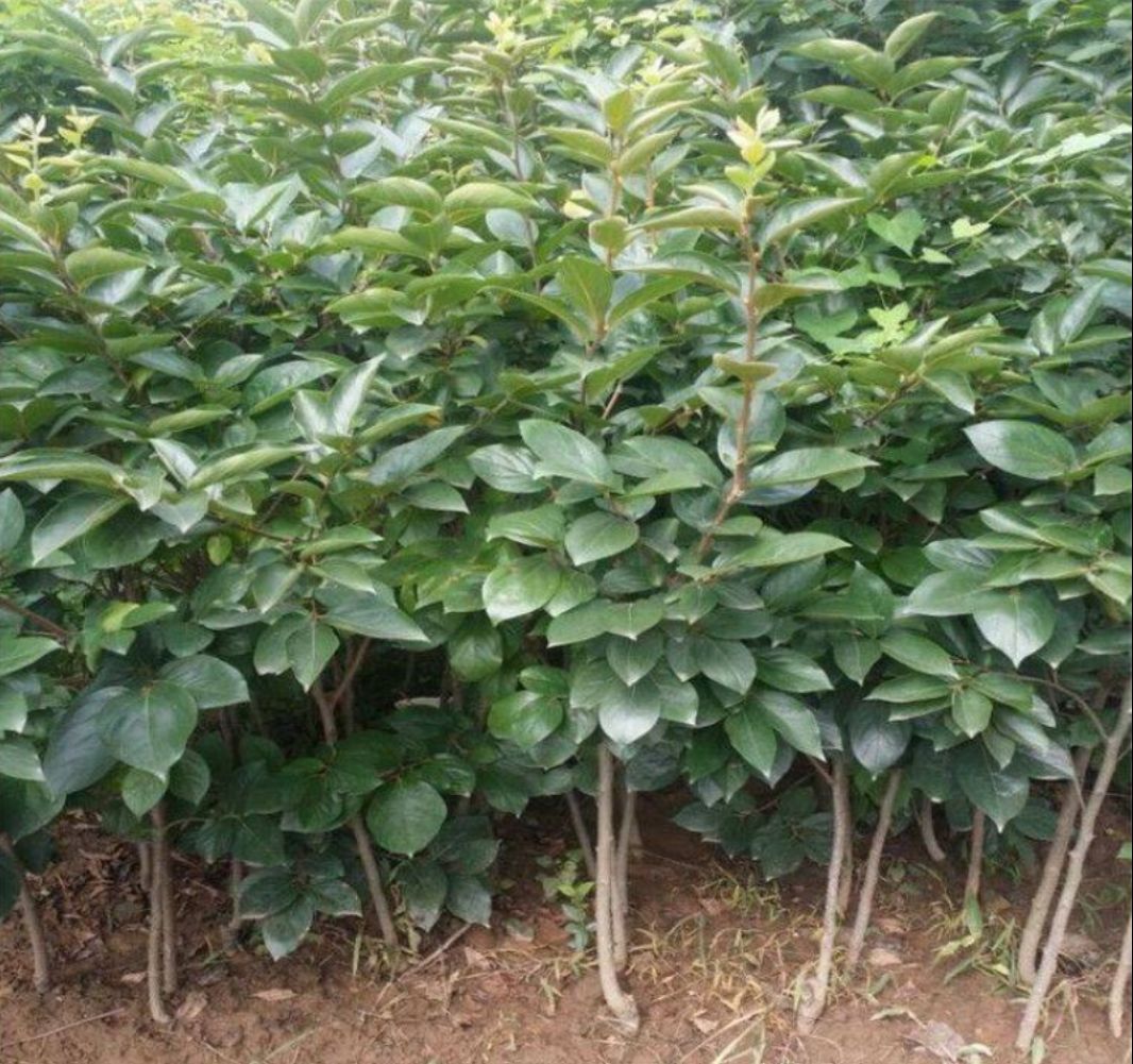 黑柿苗 黑柿子  品质保证  基地直销