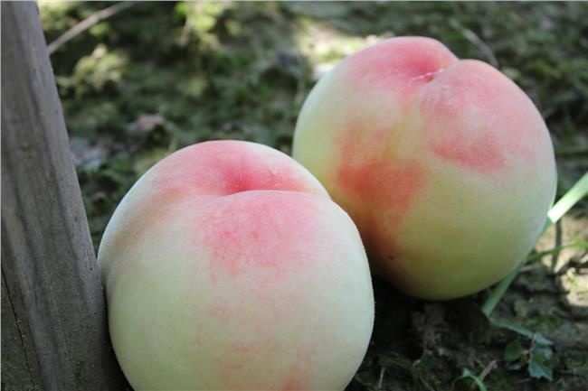 平邑县 水蜜桃树苗南方北方种植庭院大田