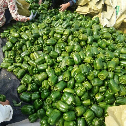 滨州 红方甜椒10万斤开棚！！