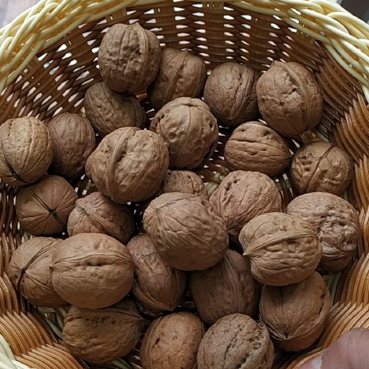 南漳县 高山老树山核桃，数量不多