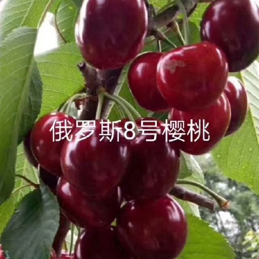 营口俄罗斯8号樱桃苗  出售，俄8大樱桃苗。美早大樱桃，车厘子大樱桃苗，