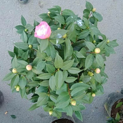 漳平市 23杯大棵香茶花带花苞露色产地批发直销一件21棵