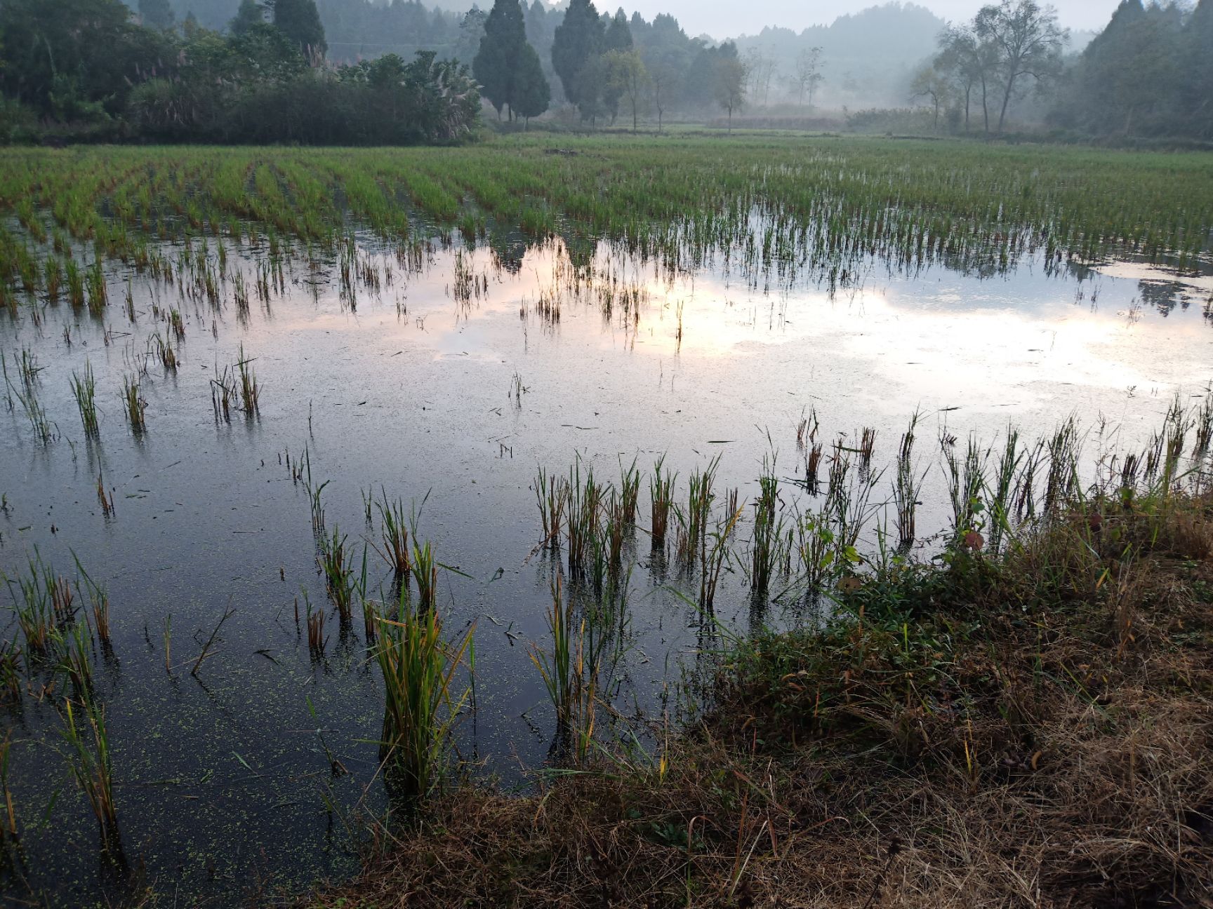 旱地,水田