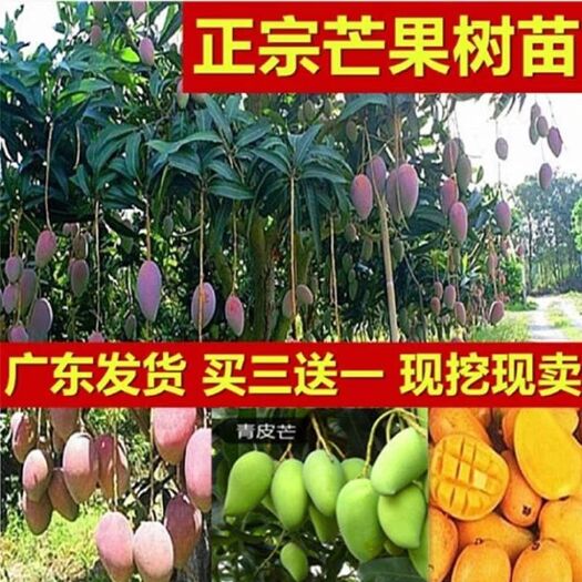 灵山县金煌芒果苗 四季嫁接芒果树苗金煌台农桂七四季芒红贵妃凯特澳芒嫁接芒果树苗