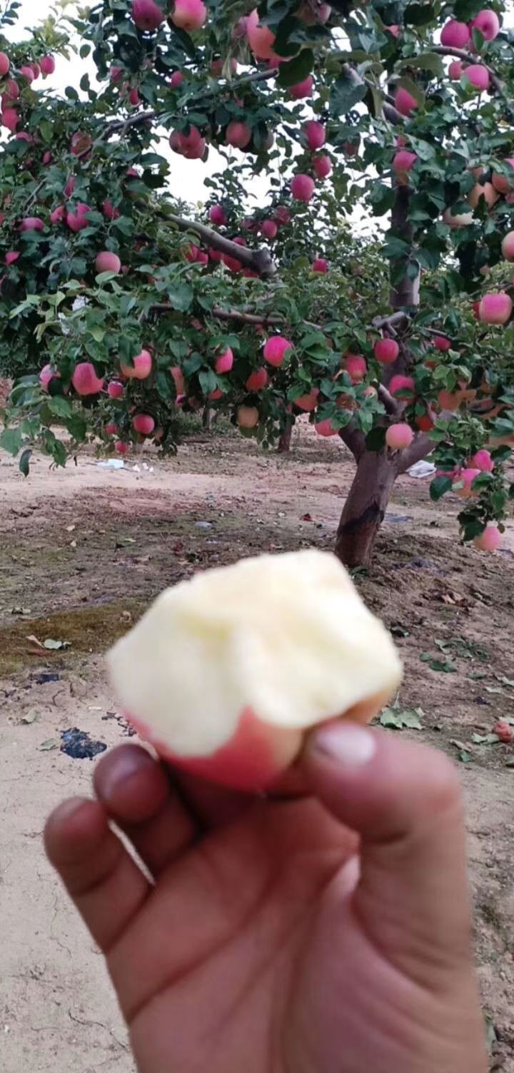 红富士苹果 自家种的高原红富士