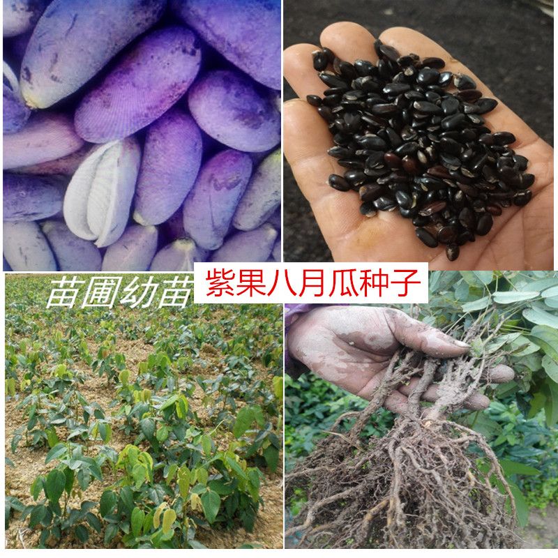 古丈县八月瓜种子紫色紫宝二号种子
