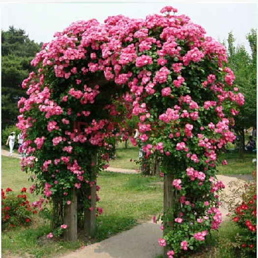 平邑县 蔷薇花四季花藤本月季爬藤花期长好养活现挖现发