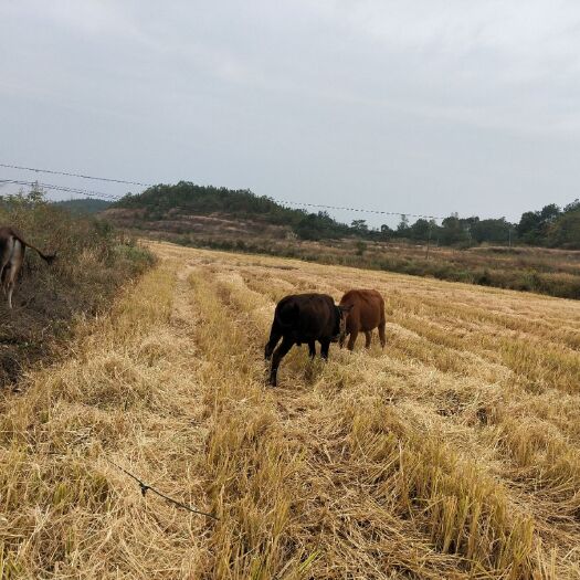 黄梅县黄牛  湖北黄梅县本地土牛生态放养抗病，坑热抗寒不生病肉质好味道鲜美