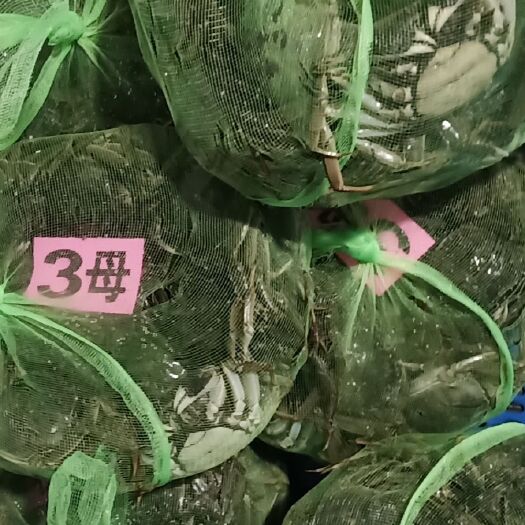 武汉固城湖大闸蟹 货好话不多