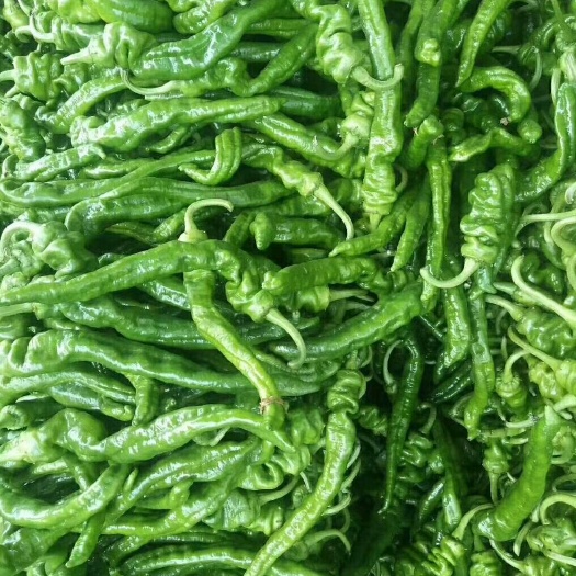 费县大量供应螺丝椒。线椒。芜湖椒。