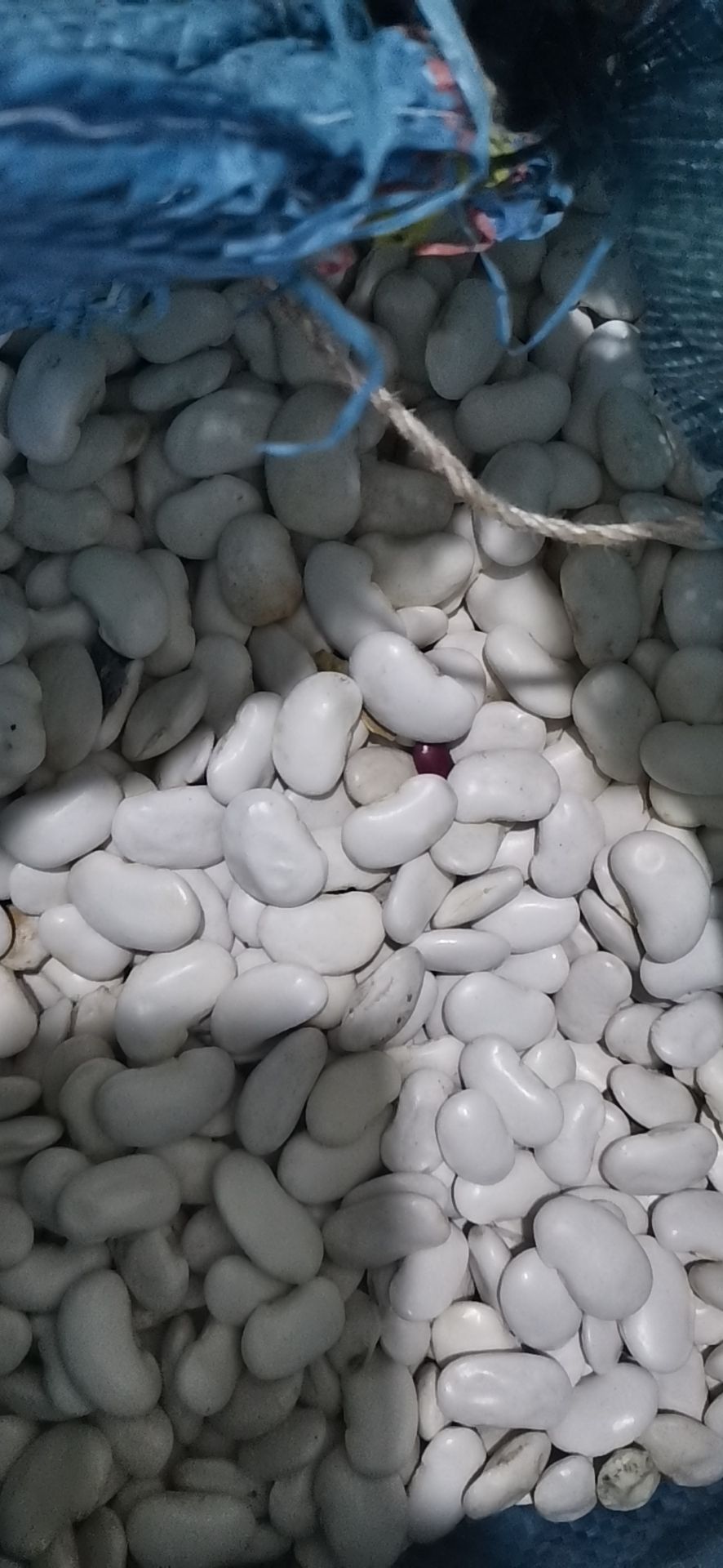 白芸豆