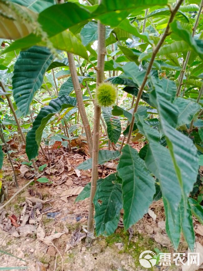 大红袍板栗苗嫁接果树苗南北方种植包技术当年结果