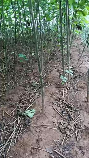 桐柏县泡桐 速生悟桐
