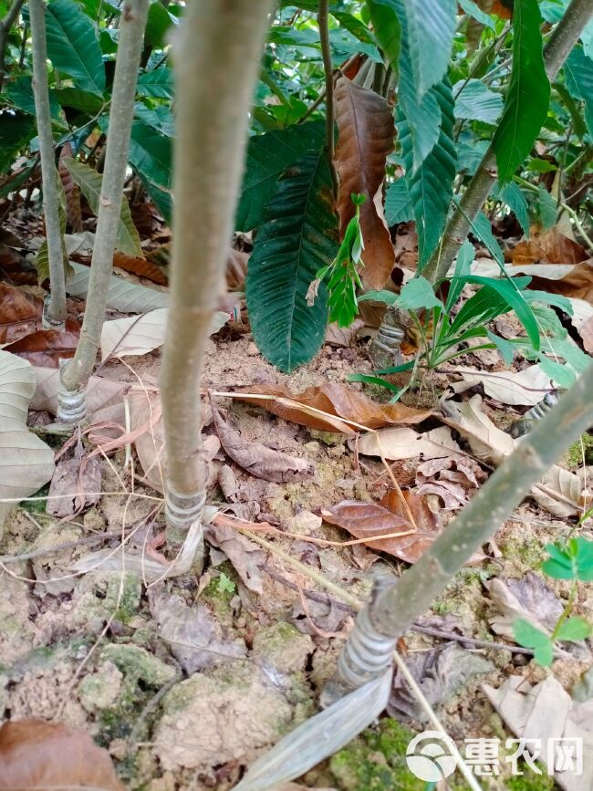 大红袍板栗苗嫁接果树苗南北方种植包技术当年结果