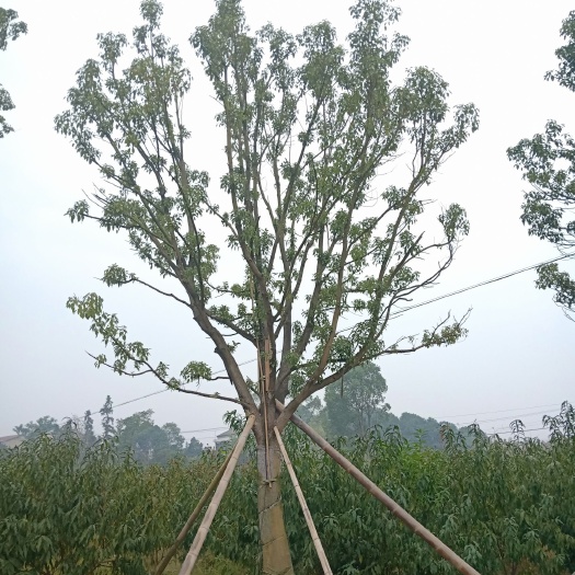 益阳 全冠移植香樟袋苗 苗圃直供批发 指树挖树 包上车包手续