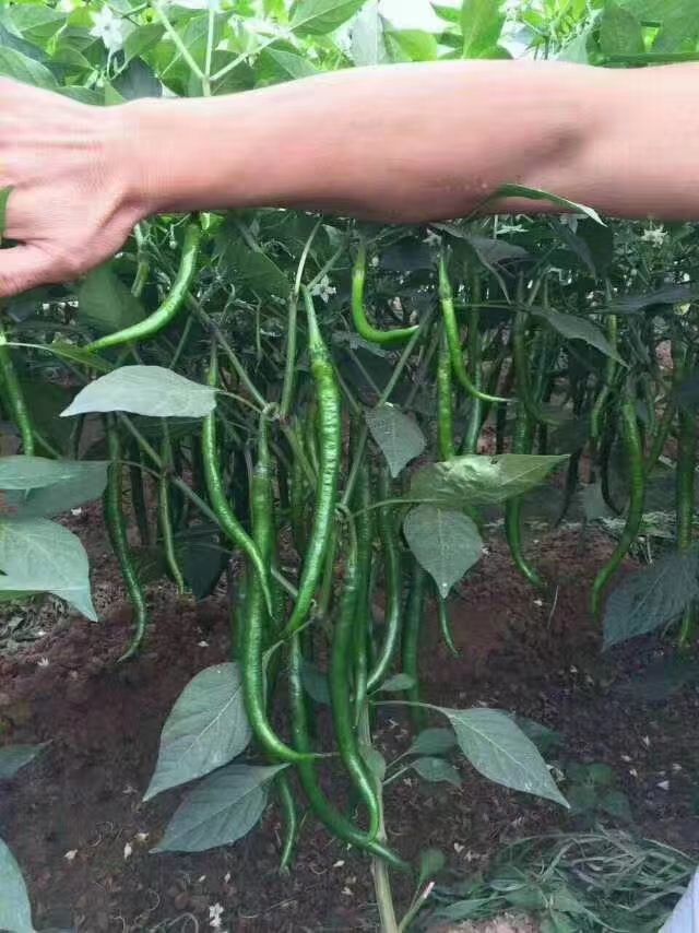 线椒种子  青条，中早熟，颜色好硬度高籽粒多，辣度浓