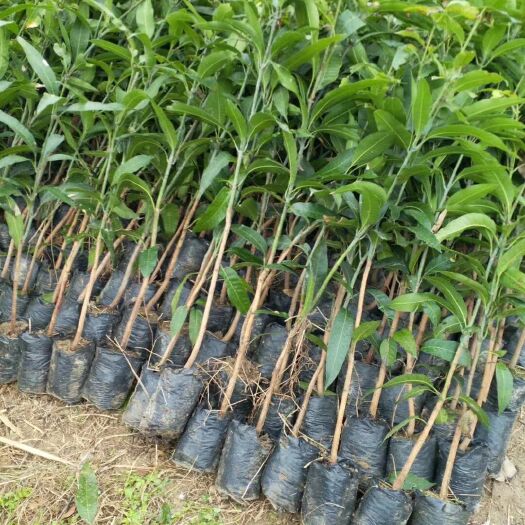 灵山县芒果直生苗（实生苗） 实生苗