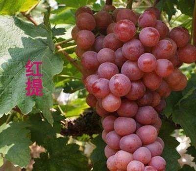平邑县 美国红提葡萄苗无籽红提子苗，盆栽地栽当年结果，适宜南北方种植